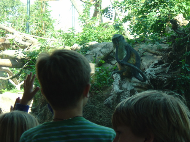 baby monkey with children