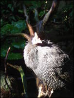 cassowary