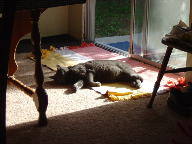 cat mat sun