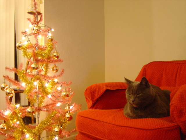christmas cat
