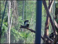 colobus