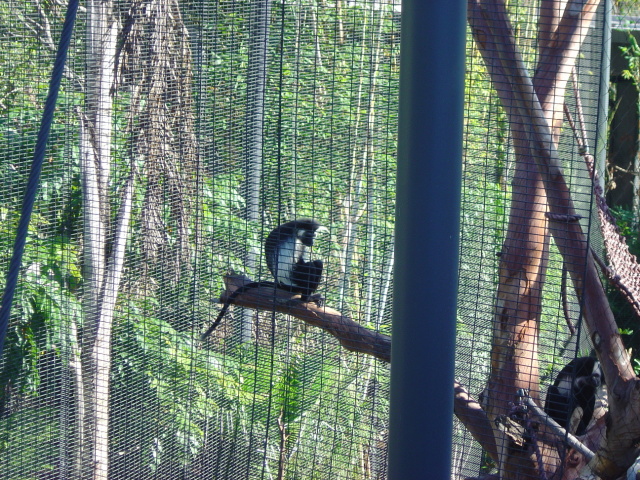 colobus