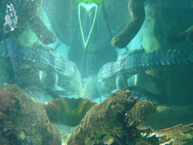 double alligator