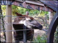 okapi tongue