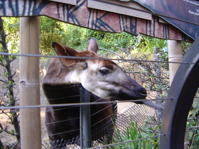 okapi tongue