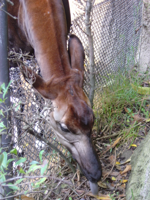 okapi