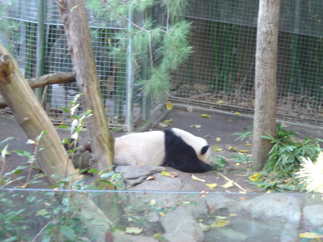 panda flop