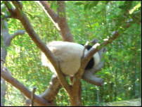 panda in a tree