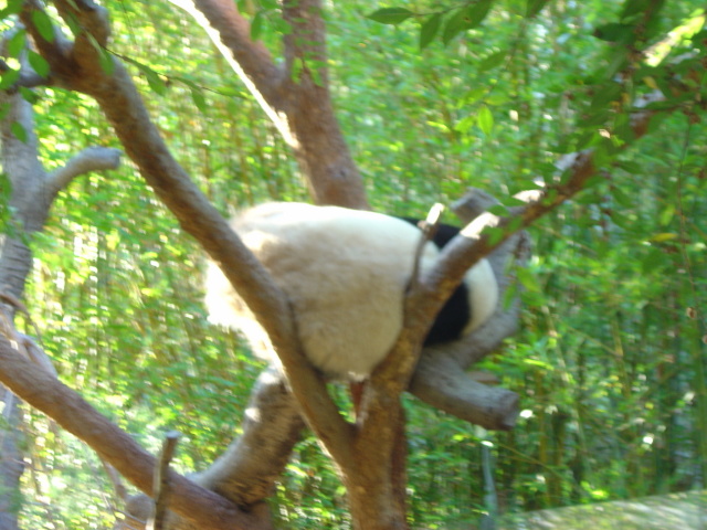panda in a tree