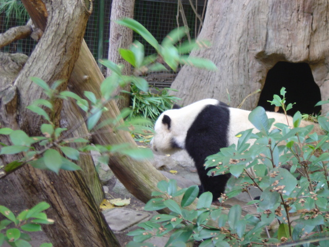 panda lurk