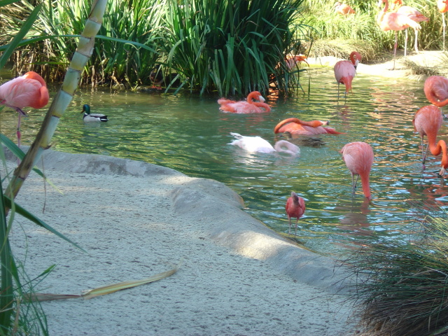 pink plover 2