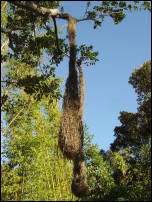 weaver bird