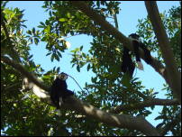 wild colobus