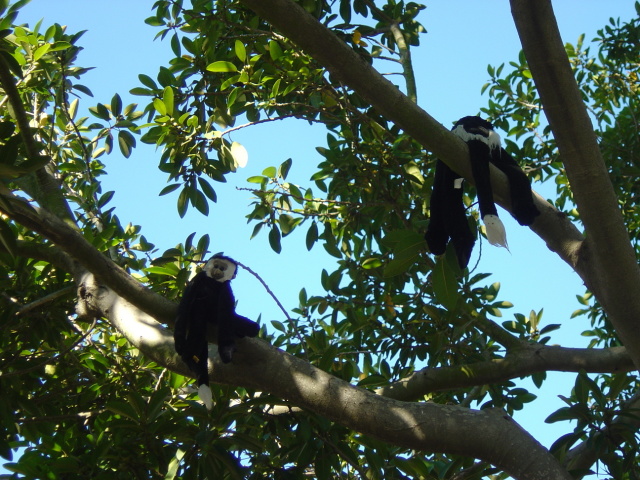 wild colobus