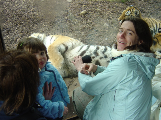 furry tiger belly 1