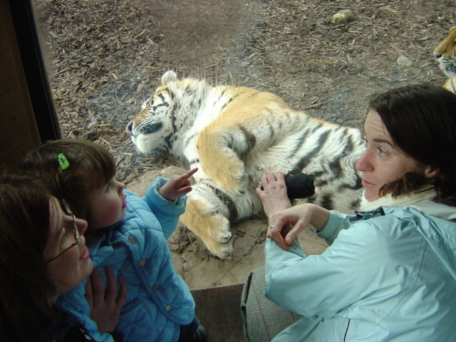 furry tiger belly 3