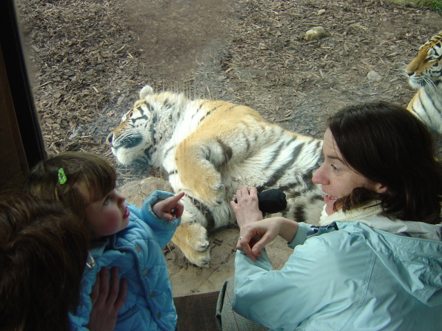 furry tiger belly 4