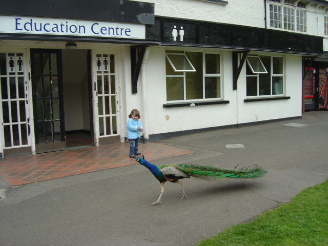 kate chasing peacock