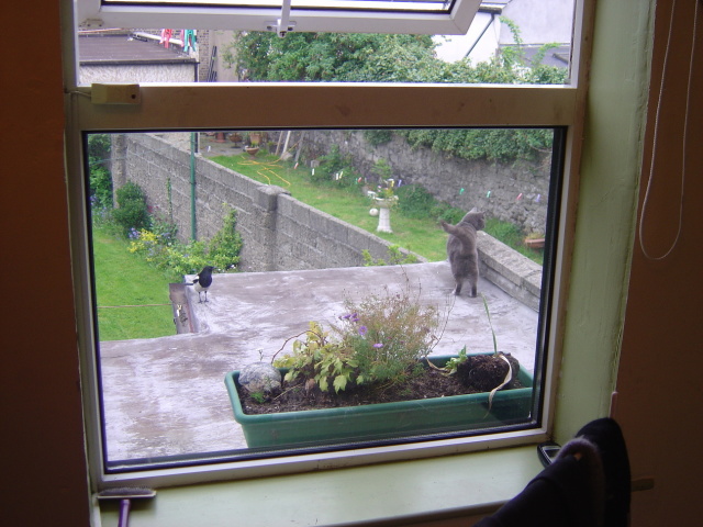 outside my window right now 3