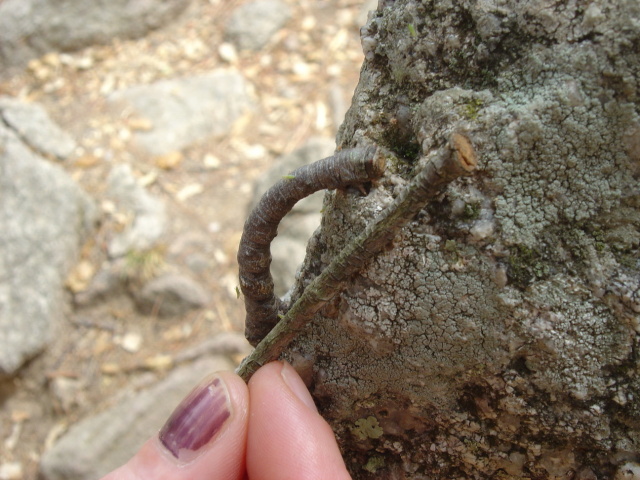 caterpillar camouflage
