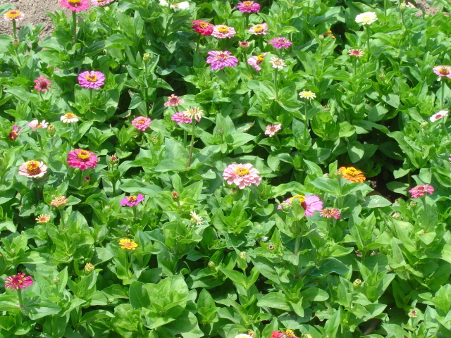 gala garden 1
