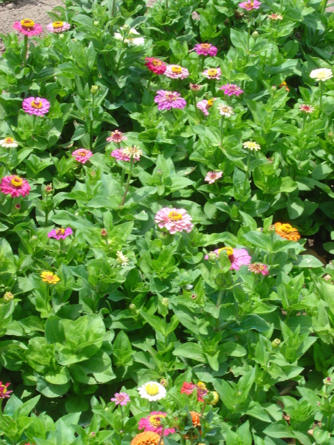 gala garden 2