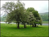 glencar sheep