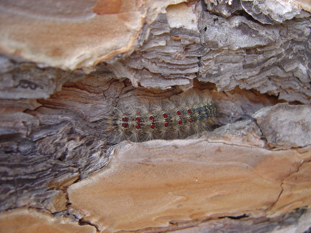 hairy caterpillar