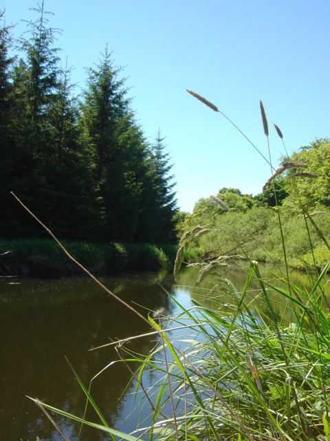 markree riverbank 1