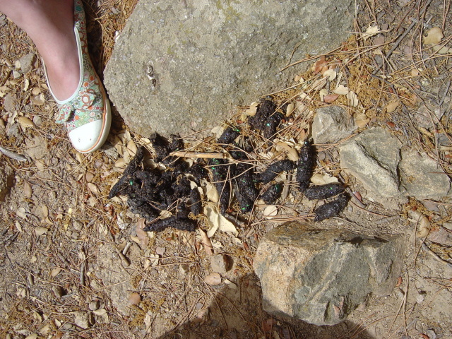 mysterious droppings