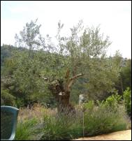 olive tree