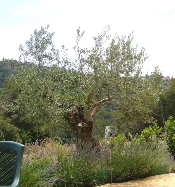 olive tree