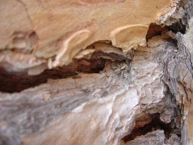 well camouflaged spider