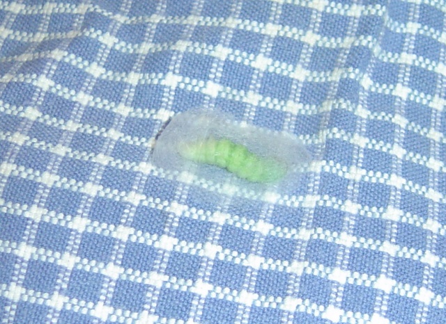 an uninvited guest 1