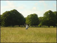 flying a kite