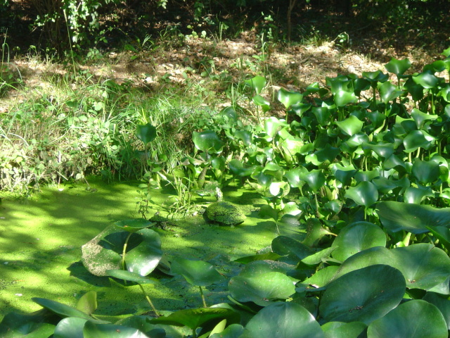 spot the turtle