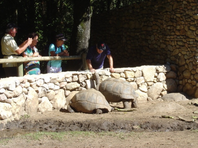 tortoises 1