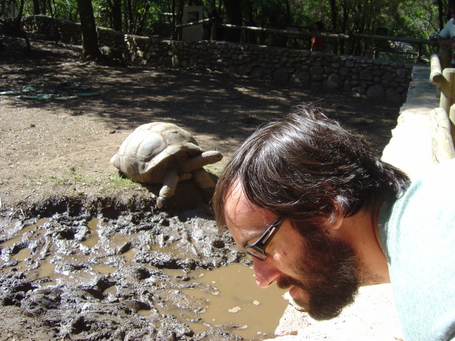 tortoises 3