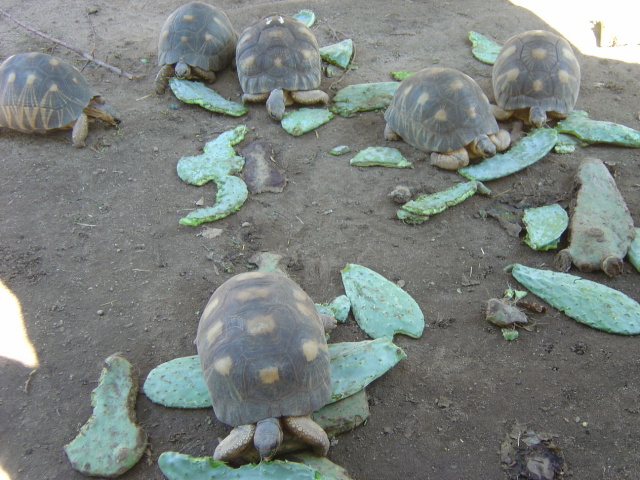 tortoises 4
