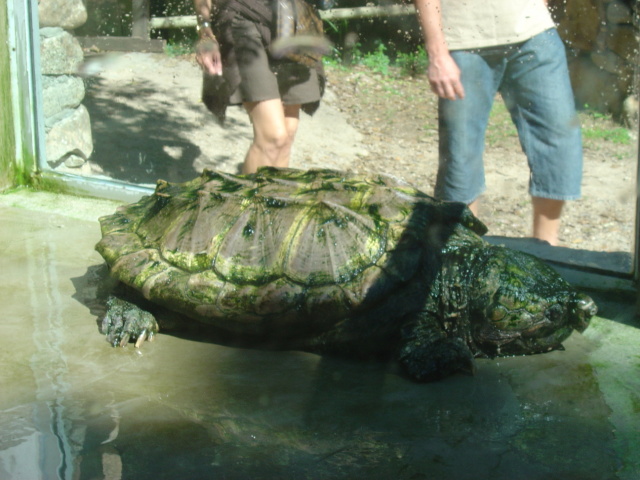 tortoises 8