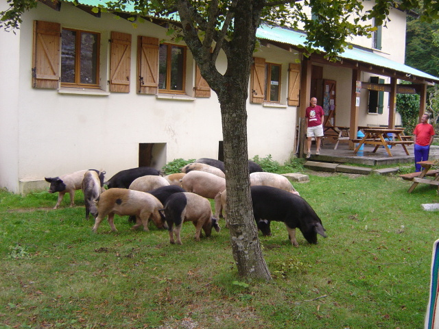 vizzavona escaped porkers