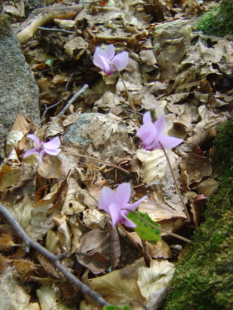 vizzavona hike 8