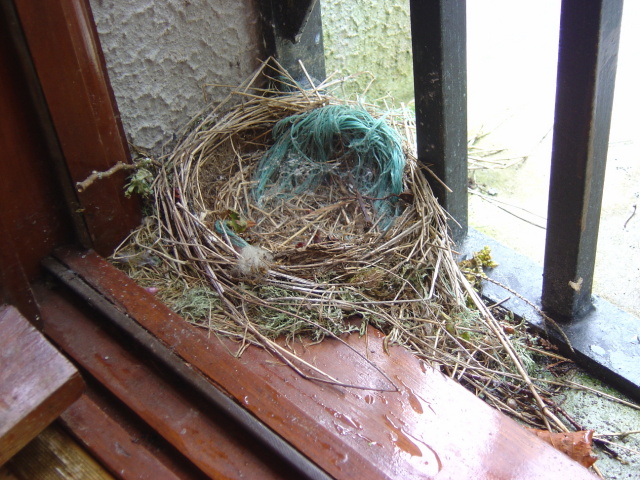 windowsill nest 1