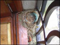 windowsill nest 2