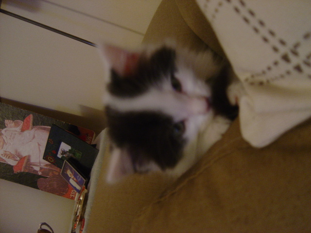 eating own tail 3