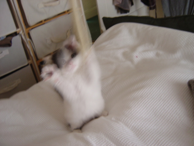 ghost kitty