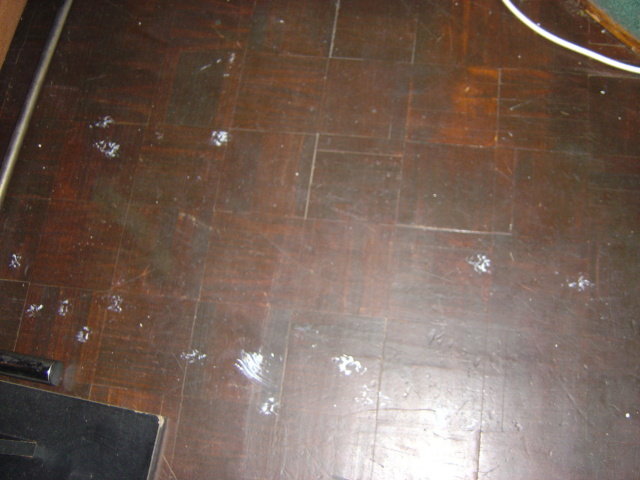 kitten paint aftermath 2