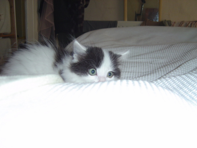 ready to pounce 1