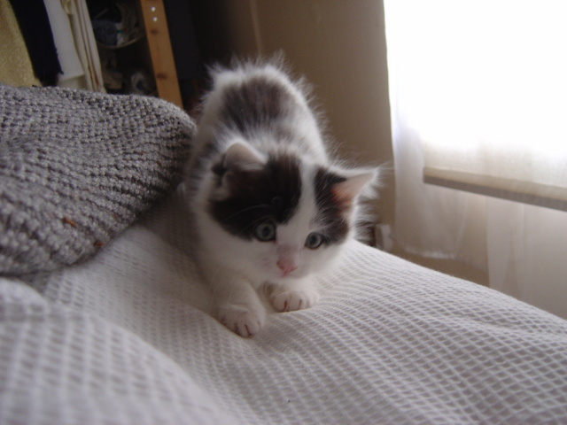 ready to pounce 3