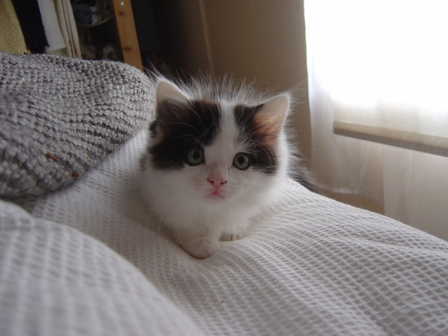 ready to pounce 4